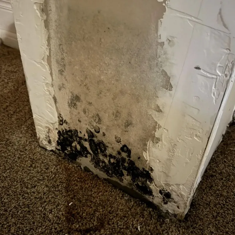Professional Mold Removal in Sierra Blanca, TX